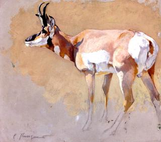 Study of an Antelope
