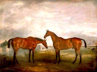 Two Racehorses, Called 'Sambo' and 'Pilot'