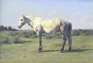 A Grey Horse in a Field