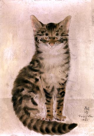 Seated Tabby Cat