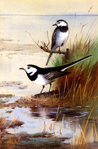 A Pair of Pied Wagtails