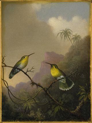 两只蜂鸟：“铜尾亚马齐利”