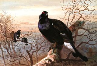 The Evening Roost, Black Game