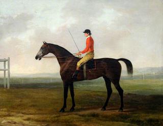 Pilot, a Grey Racehorse with a Jockey Up, in a Racecourse Setting