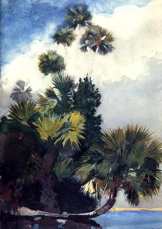 佛罗里达棕榈树