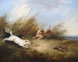 Terriers Chasing a Rabbit