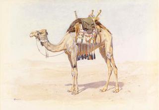 雌骆驼