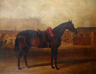 伦敦奥尔巴尼兵营阅兵场上的一匹战马