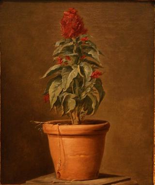 A Potted Plant