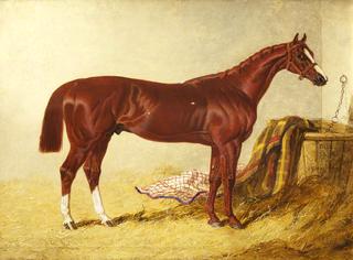 伊利斯，1836年圣勒格赌注的赢家，在一个空盒子里