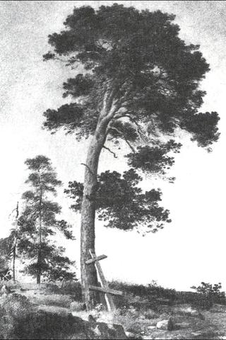 Pine on the Valaam (etude)