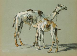 Camel with her Little (Dromadaire et son petit)