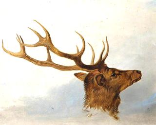 Head of a Stag (profile to right)