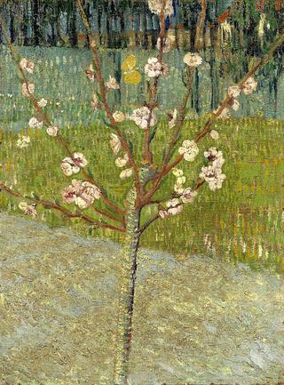 Almond Tree in Blossom