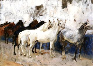 Horses at Palma