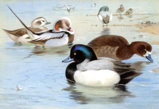A Pair of Long-Tailed Ducks and a Pair of Scaup