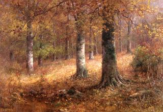 Beech Woods in Autumn