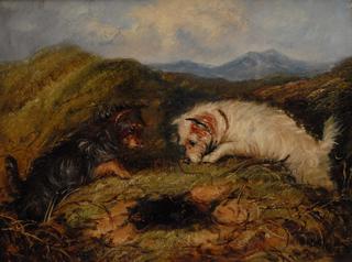Terriers by a Warren