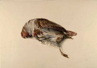 Study of a dead bird