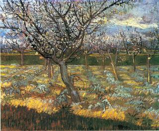 Flowering Orchard with Apricot Trees