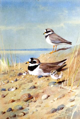 Ringed Plover and Their Young on the Shore