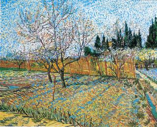Orchard with Peach Trees in Blossom