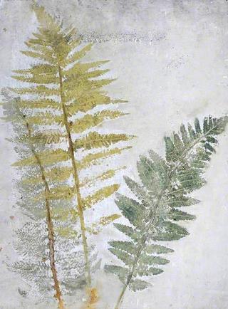 Sketch of Ferns