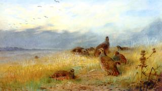 The Call of the Grey Partridge