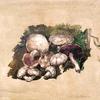 静物-蘑菇