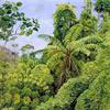 巴西贡果林的蕨类和攀援竹类