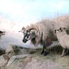 绵羊和牧羊犬