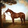 “科西拉”，一匹栗色的赛马，它的新郎在风景中