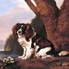 马斯特太太的一只棕色和白色的猎犬，坐在一丛报春花旁边