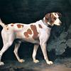 从前属于查塔姆伯爵威廉·皮特的一只棕色和白色的狗
