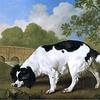 “法德尔”，一只黑白相间的猎犬，属于约翰·内尔索普爵士