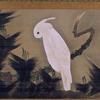 松枝上的白凤头鹦鹉