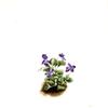 Purple Mountain Violet (Viola adunca)