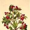 Grouseberry (Viburnum americanum)