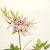 Pinxter Bloom (Azalea nudiflora)