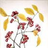 Red Chokeberry (Aronia arbutifolia)