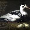 Portrait of the Sitting Duck 'Sijctghen'