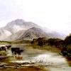 高原地区的牛