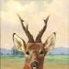鹿的肖像