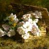 柳条筐里的白杜鹃花和含羞草
