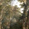 维吉尔的小树林，“神石的皮带”