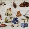 蝴蝶和其他昆虫