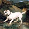 一只猎犬的肖像：欧文·威廉姆斯的财产
