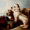一只西高地白猎犬和一只斯凯猎犬守着一天的包