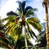 巴哈马棕榈树
