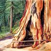 加利福尼亚州卡拉维拉斯格罗夫，一个老猎人的家，在一棵大树的树干上